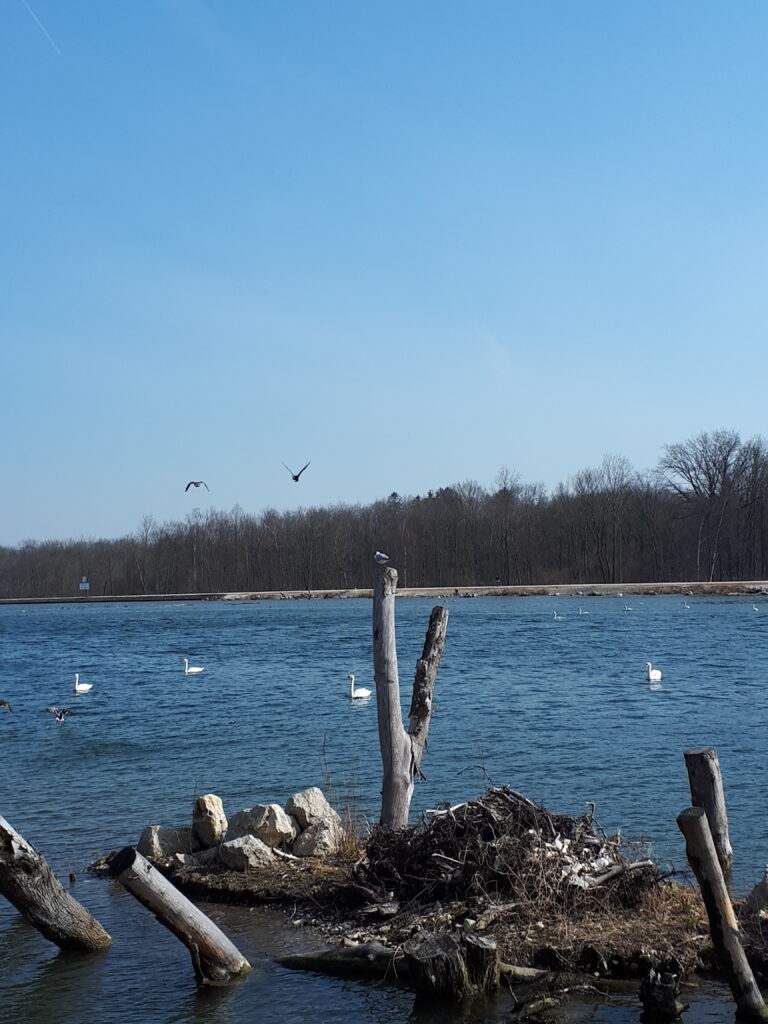 Geocachen 12.3.22 an der Donau
