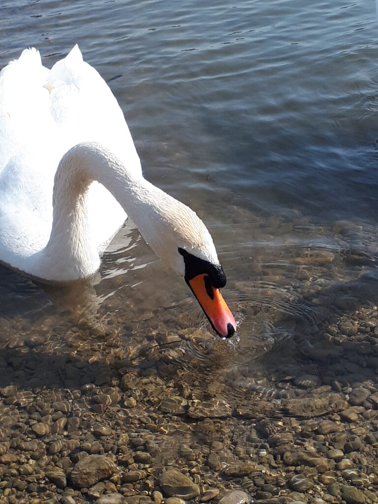 Geocachen 12.3.22 an der Donau