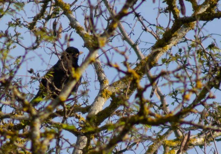 Herr Amsel flirtet