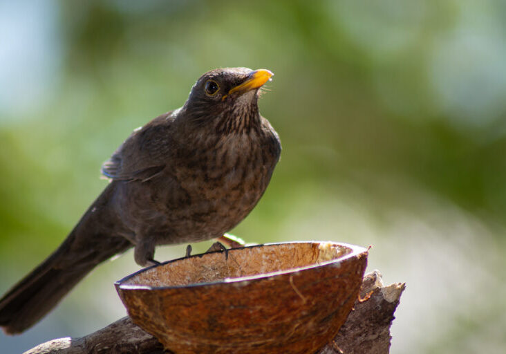 Frau Amsel