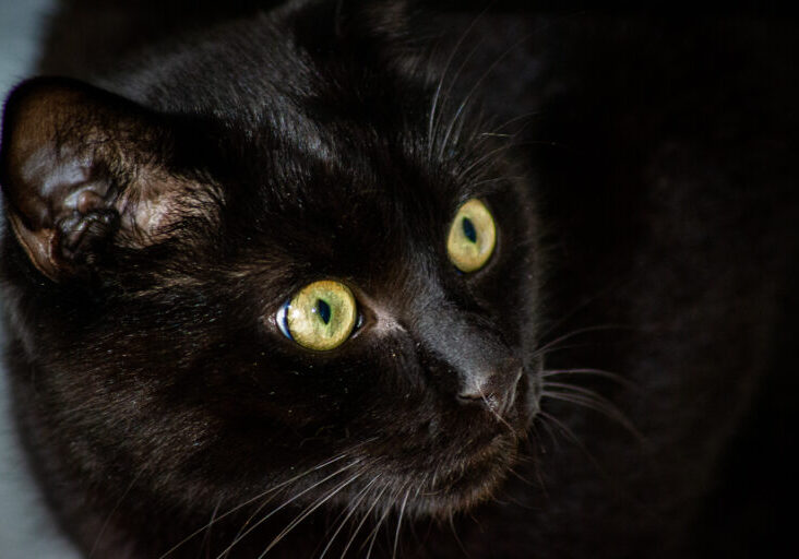 Whisky greeneye