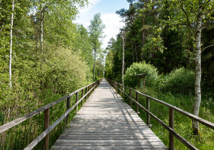 Holzweg im Moor